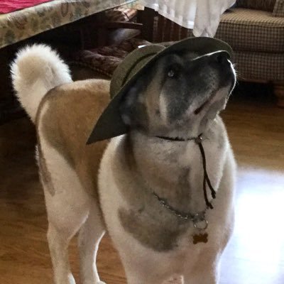 dbillin168's profile picture. tRump continues to commit TREASON EVERYDAY!
MY BODY-MY CHOICE, Mind your own BUSINESS 
Black Lives Matter