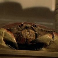 🦀 magic icelandic crab 🦀(@driftygal) 's Twitter Profile Photo