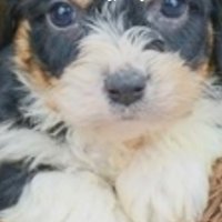 Ms DeWolf (@dewolfms) 's Twitter Profile