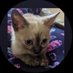 Kittie Kai 🐾🧶 (@feline_kai) Twitter profile photo Kittie Kai 🐾🧶 (@feline_kai) Twitter profile photo