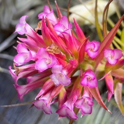 ルピコラ狂い 赤花も好き 緑も