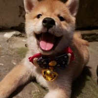 胖虎20220514 (@panghu20220514) 's Twitter Profile Photo