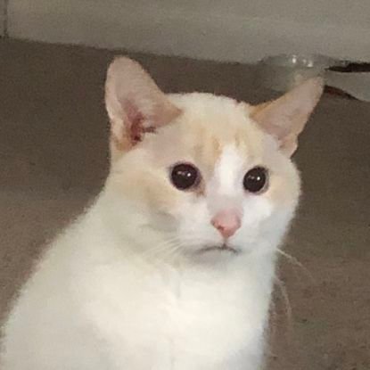 Saya aslinya 41 orang.
A 'mirror like' hooman being
Klo mau sesuatu, setidaknya taat sm Yang Maha Memberi dlu lah