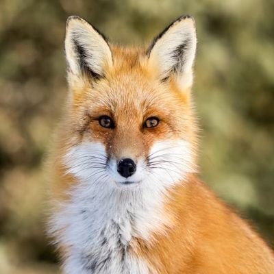 HUS_SUH33's profile picture. يموت الشجر واقف ......... وظل الشجر ما مات