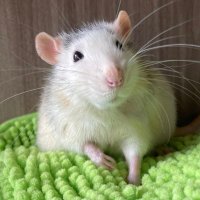 Chait🐁🐁🐀 ⸒⸒ 🐈 (@chait_with_rats) Twitter profile photo