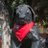 PepeVerasCl's profile image
