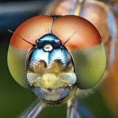 Dragon_Phly's profile picture. Huge Utah Jazz and Philadelphia Eagles fan! Hey, I was born in Alaska I can like whatever team I want! Oh and slightly addicted to fantasy football...