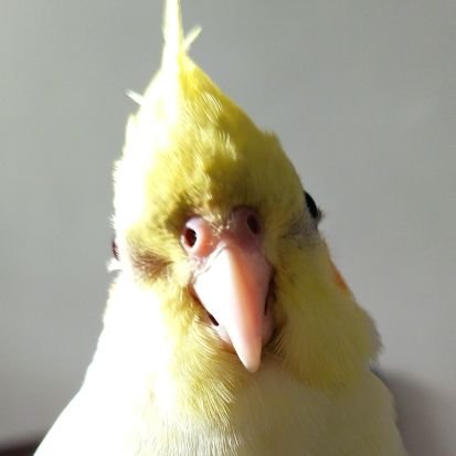 FndqNnh's profile picture. 🐦❤️🌙