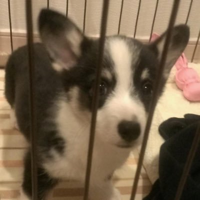 rGwfvRHJS8KgiBe's profile picture. むぎ大好き