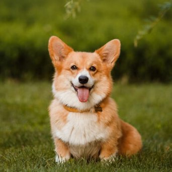 Don’t be sad. Look at these Corgi puppies!