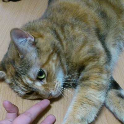 *ちいかわおじさん*原神おぢさん*
広島/倉吉/北海道/
アニメ/ダム/バイク/通信/ガジェット/音ゲー/猫
ISFJ-A擁護者