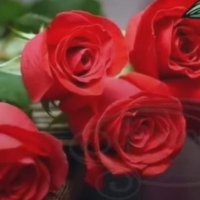 ف مسقط فحل (@11zzxx22zz) Twitter profile photo