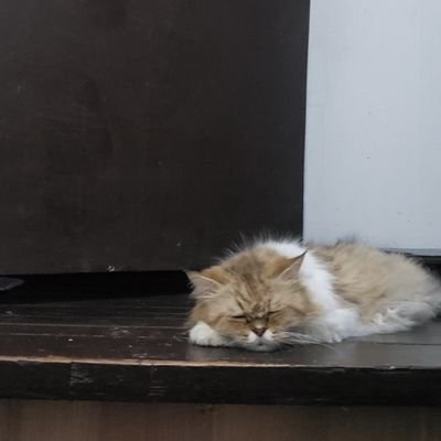 PhonyLogic's profile picture. more of being less ❤