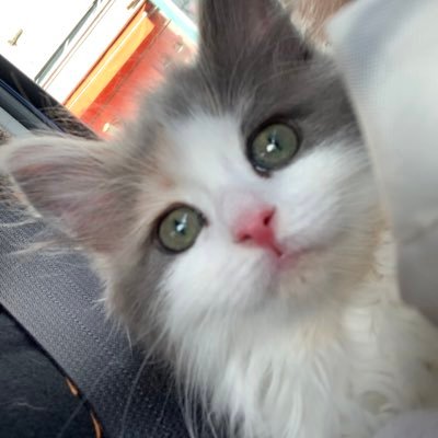 あんず🐾あずき〚サイベリアン〛さんのプロフィール画像