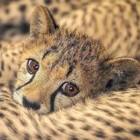 Monkey77Ape (@monkey77ape) 's Twitter Profile