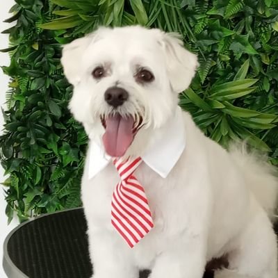 AceroGav's profile picture. Cuando la injusticia se transforma en ley,la resistencia se convierte en un deber.
(Thomas Jefferson).