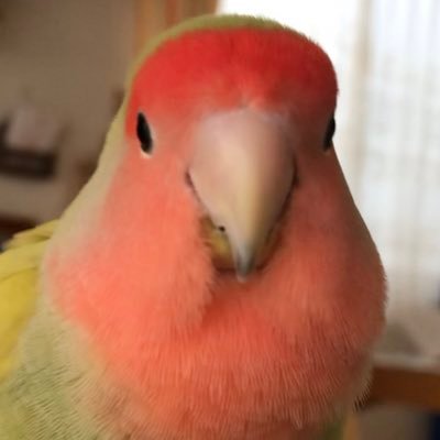 コザクラインコ飼ってる 高校生の者 弓道部 バイオリン🎻 ゲームミュージック最高！ undertale・原神・スタレが好き ナイトバグが可愛い