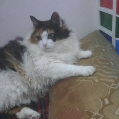 9nrCGIkCSwn1KKN's profile picture. مالي سواك يارب