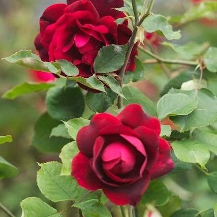 Cemilecem27's profile picture. Seviyeli bir ilişki reel görüşme mutlu bir seks hayatı