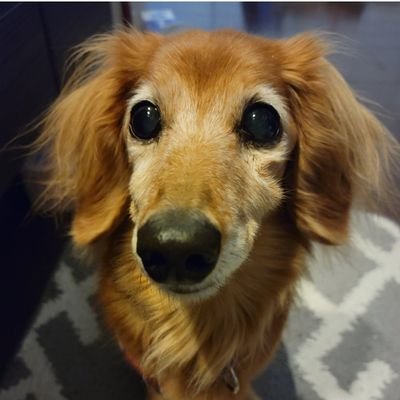 東方神起大好き❗最近ASTRO チャウヌにもハマってしまいました✨