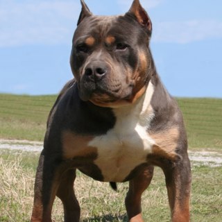 HardRockBullys's profile picture. American Bully Blue Nose Pitbulls For Sale all UKC Registered, Puppies, Breedings, Studs, Info, Pictures, Videos, Bully Shows listing, and more.