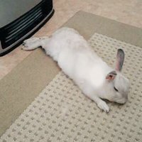 こうさぎ (@naomi_kousagi) 's Twitter Profile
