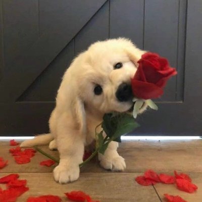 Chinese,会用翻译器但可能不准
ツイステ❤️单推/キミガシネ🐕🍓/進撃の巨人💚💜/逆転裁判💙💜 🎸🧪左右有意义
往这里丢点东西勾引同担姐和我玩
