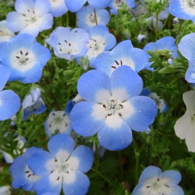 sevetowa's profile picture. 綺麗な風景を見に行きたい