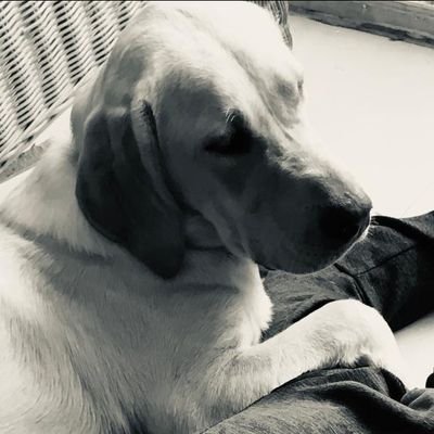 DhruvSubbaiah's profile picture. “Building @ripplethrive_AR 🚀 | Improving Cash Flow with AR Automation  | DM for a Quick Demo 💬”