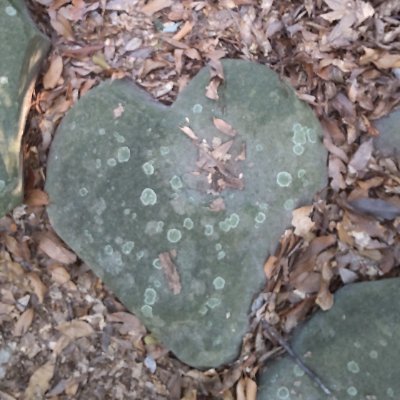 Machachocolove's profile picture. 