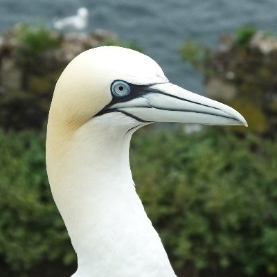 Kayaker, likes gannets and other seabirds.