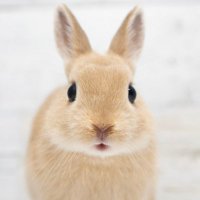 Yuki (@yuki41433816) Twitter profile photo