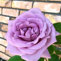悠 (@blue_rose51) 's Twitter Profile