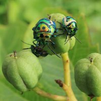 Biotic stress in Plants 🍀☘️🌴☘️🌿🌹🌺🕷🪰🐜🐞🐝🐛 (@bioticstress) 's Twitter Profile