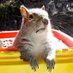 Orison Squirrell (@d_orison) Twitter profile photo Orison Squirrell (@d_orison) Twitter profile photo