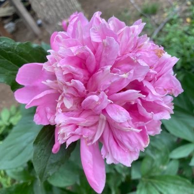 CoraIngle1's profile picture. 