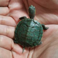 Need an escape (@cancergirl87) 's Twitter Profile Photo