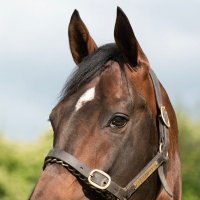 Caroline(@WindfallStables) 's Twitter Profile Photo