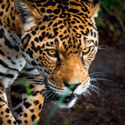 JaguarAnalytics Profile Picture