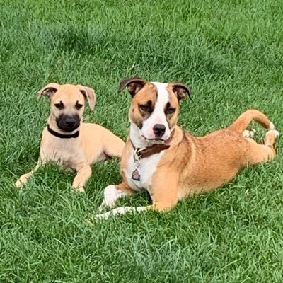 CindySweetPea04's profile picture. I AM A PROUD AMERICAN 🇺🇸