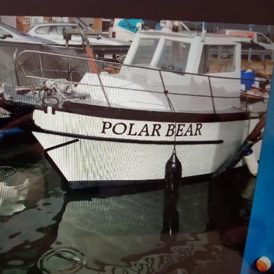 Polar Bear Fishing