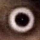 QOJY_PV's profile picture. 