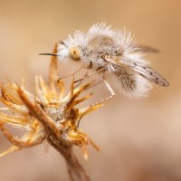 Moscas Florícolas de Chile Citizen Science(@MoscasFloricola) 's Twitter Profileg