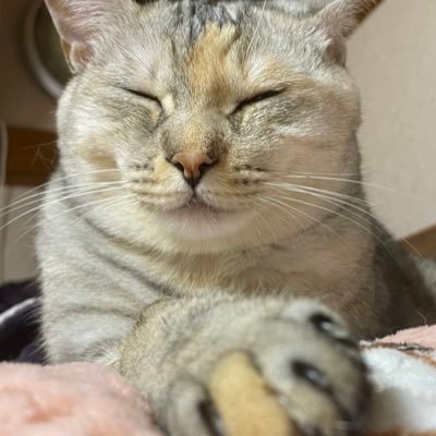 柴犬のむぎ，豆柴のきなこ，猫の雑種のここを飼っています。全員女の子です。