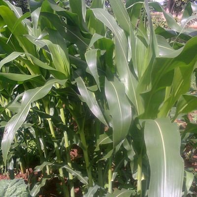 DembareY's profile picture. 