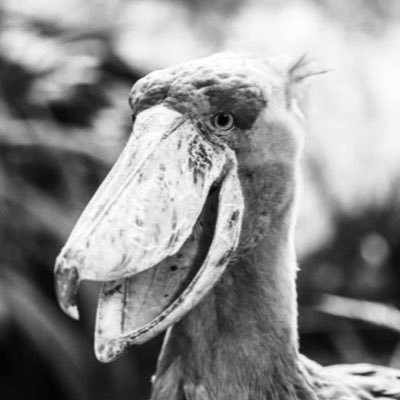 My scouting totem: Persistent Shoebill / Balaeniceps rex 