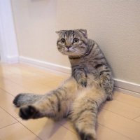 やみ。 (@yami_lia) 's Twitter Profile Photo