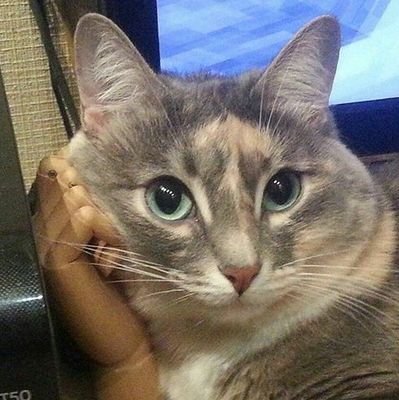 Lis Misさんのプロフィール画像