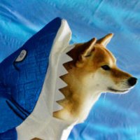 Sharkdoge 🇹🇷(@Sharkdoge11) 's Twitter Profile Photo