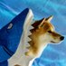 Sharkdoge 🇹🇷 (@Sharkdoge11) Twitter profile photo